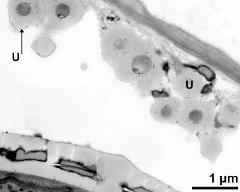 pollen wall (bottom) and tapetum cells with Ubisch bodies (U)