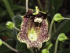 flower of Sinningia brasiliensis