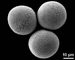 pollen grains in overview