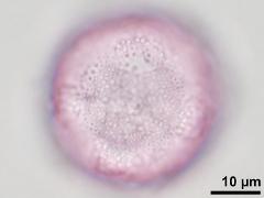 hydrated pollen,ornamented aperture membrane