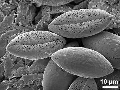 dry pollen grains