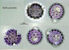 hydrated pollen