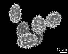 dry pollen grains