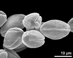 dry pollen grains (long-styled morph)