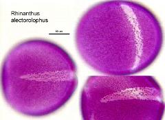 hydrated pollen