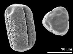 dry pollen grains