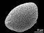 hydrated pollen