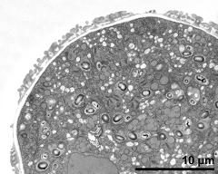 cross section of aperture area and interapertural area