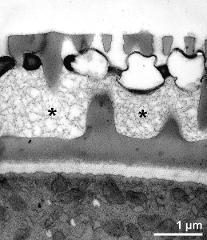 pollen wall; infratectum filled with primexine matrix (asterisks) and covered by pollenkitt