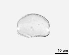 pollen grain after acetolysis