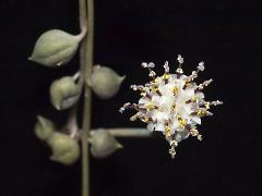 inflorescence(s)
