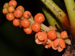 inflorescence(s)