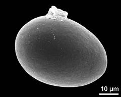 hydrated pollen grain