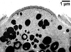 aperture after removal of the apertural protrusion