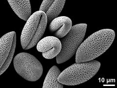 dry pollen grains