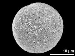 hydrated pollen grain