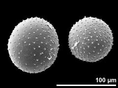 hydrated pollen grains