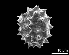 dry pollen grain in equatorial view