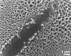 detail of aperture