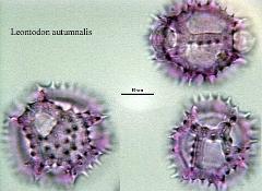 hydrated pollen