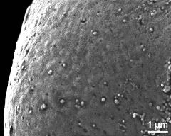 exine surface