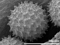 hydrated pollen