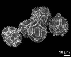 dry pollen grains