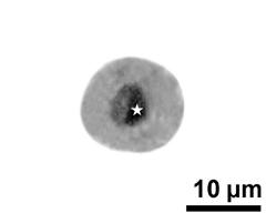 generative cell (asterisk) and vegetative nucleus