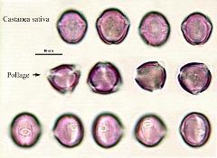 hydrated Pollen