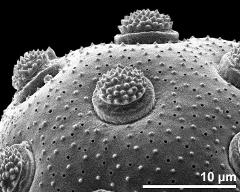 apertures and exine surface