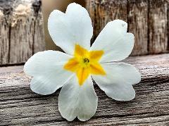 detail of flower(s),longistylous