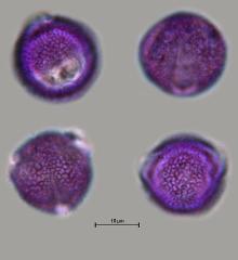 hydrated Pollen