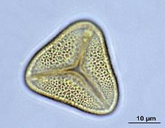 acetolyzed pollen,polar view