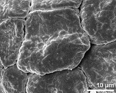 dry tetrads (in massula)