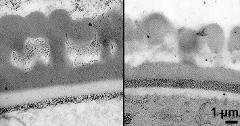 combined picture: TCH + Sp (left) and PA + TCH + Sp - (right); pollen wall after 2. pollen mitosis; primexine martix in infratectum