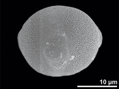 hydrated pollen,equatorial view