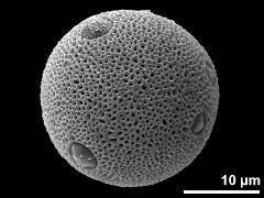 hydrated pollen