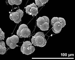 hydrated tetrads with viscin threads