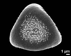 dry pollen grain