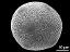 hydrated pollen grain