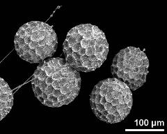 dry pollen grains