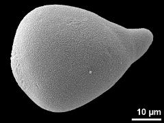 pseudomonad,equatorial view