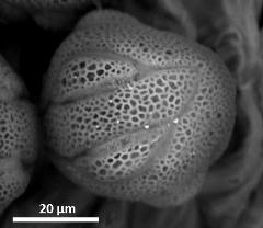 dry pollen,exine surface