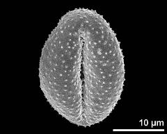 dry pollen grain in equatorial view