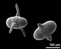 hydrated pollen, instant pollen tubes