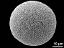 hydrated pollen