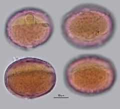 hydrated pollen