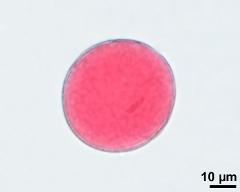 2-celled pollen