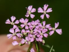 inflorescence(s)