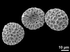 dry pollen grains